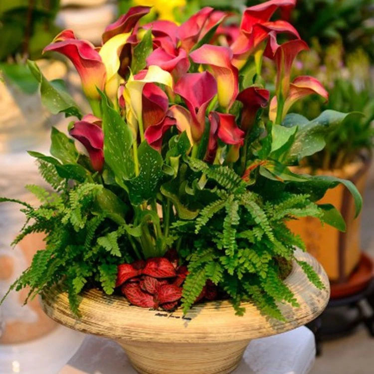 进口彩色马蹄莲种球大球颜色齐全成活率高阳台庭院盆栽地栽马蹄莲