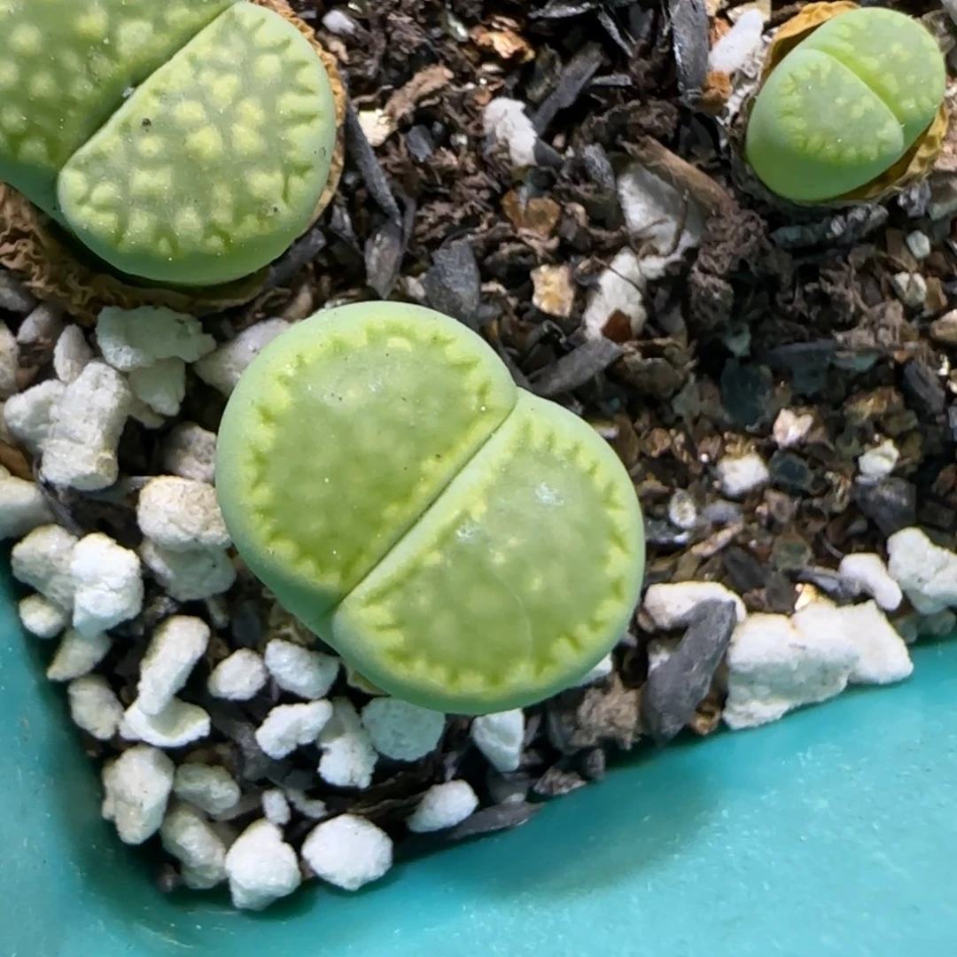 7.23。。绿福来。。2014