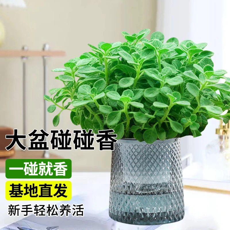 碰碰香盆栽室内驱蚊多肉植物办公室桌面小盆栽老桩大盆一抹香绿植