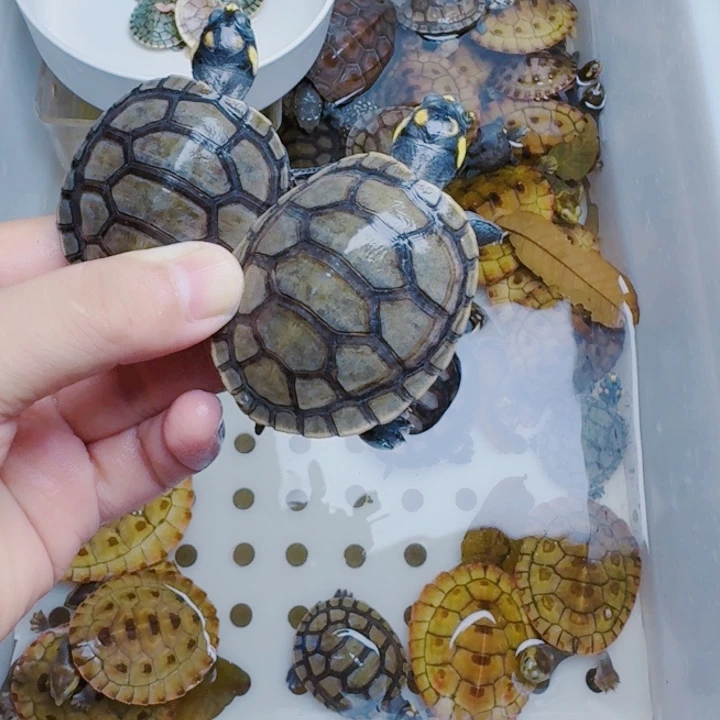 买***券母绿毛龟111111111