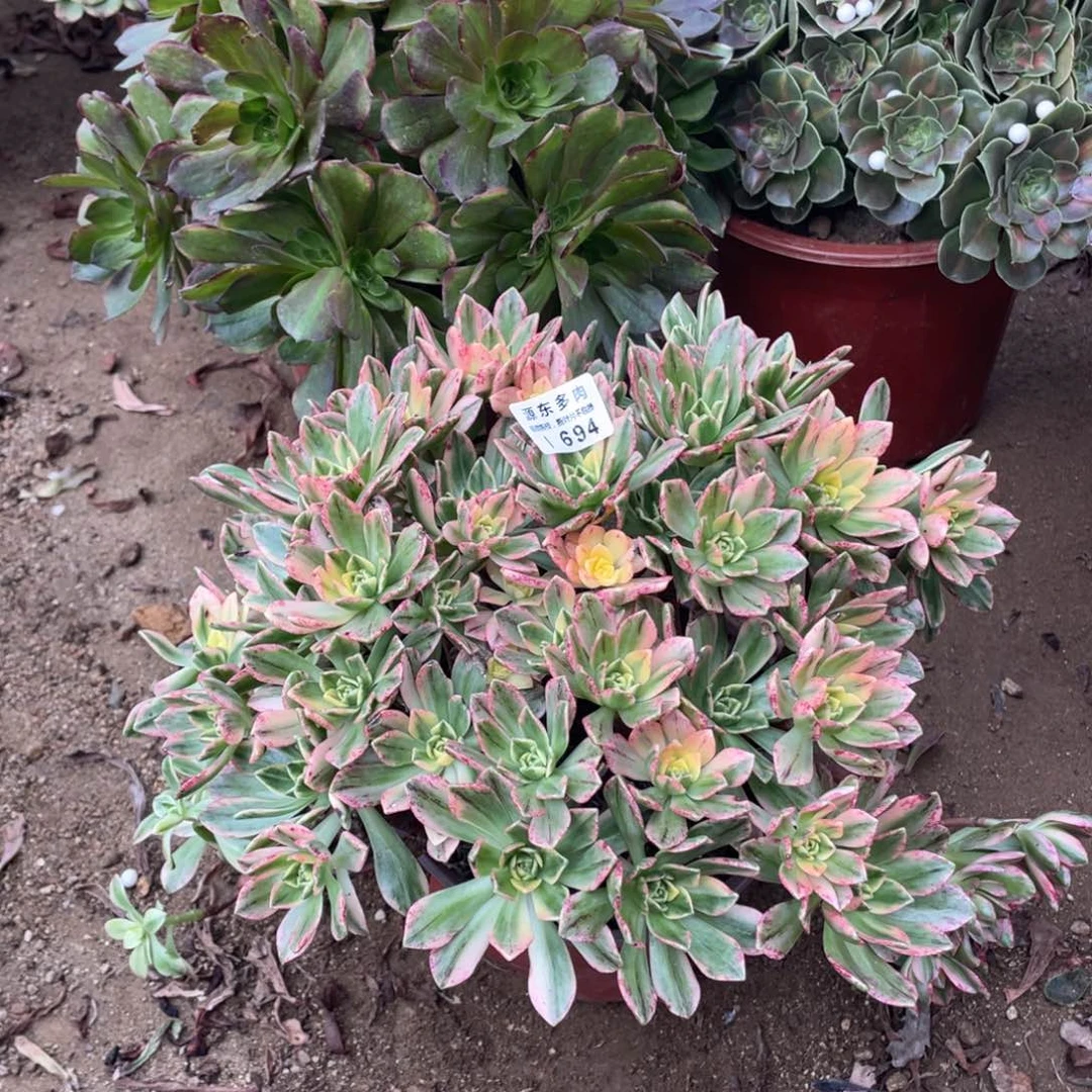 694甜茶多肉法师断枝不包