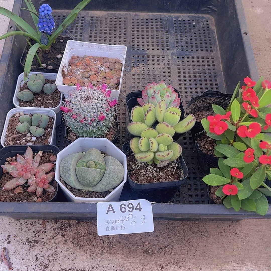 多肉694多肉植物