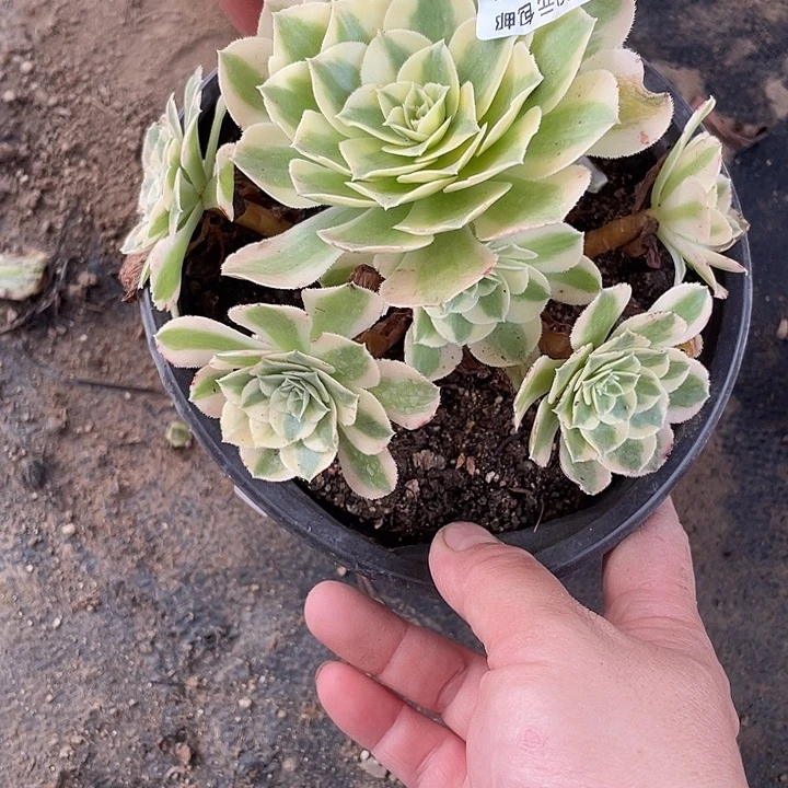 197玉资多肉植物法师