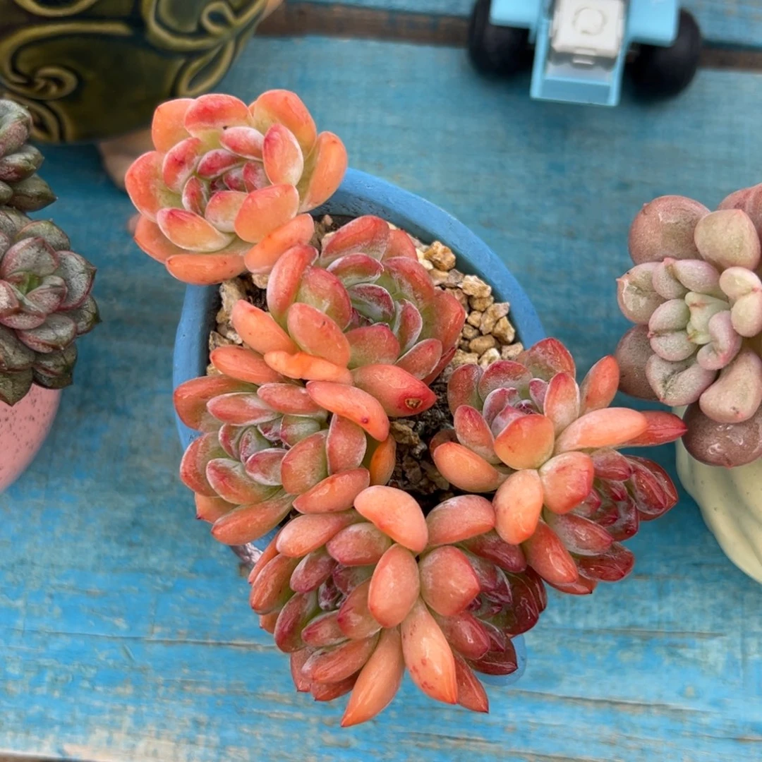 多肉植物一物一拍（124号）