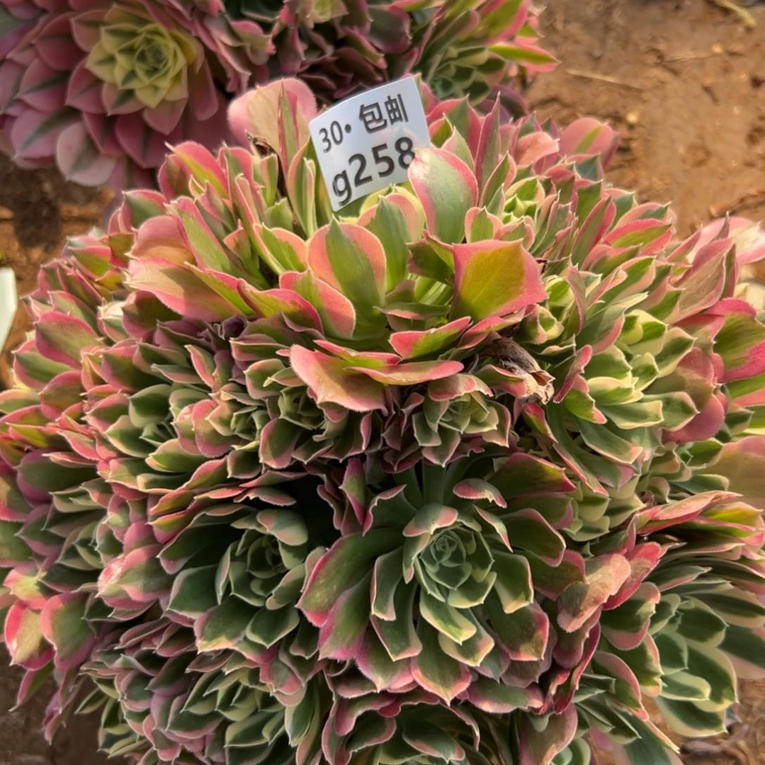 258白凤多肉法师