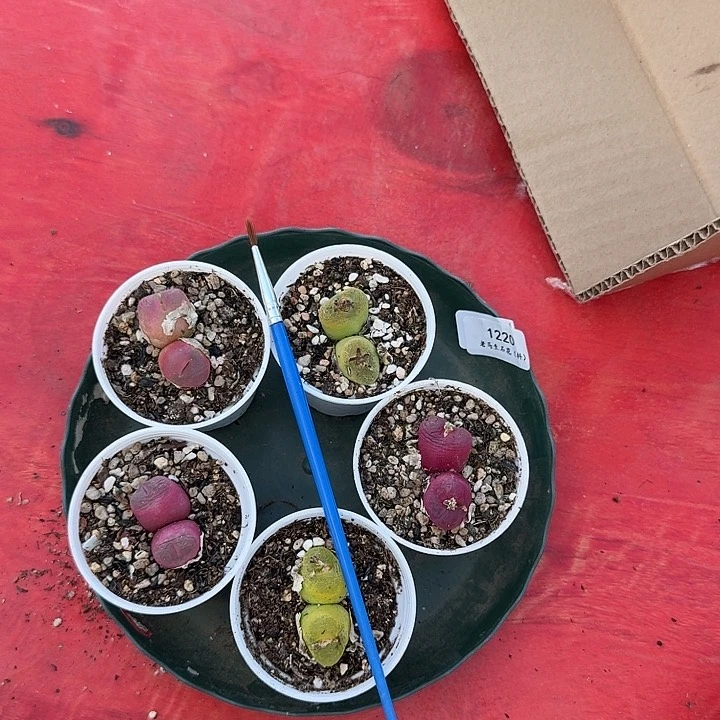 老马生石花毛毛1220