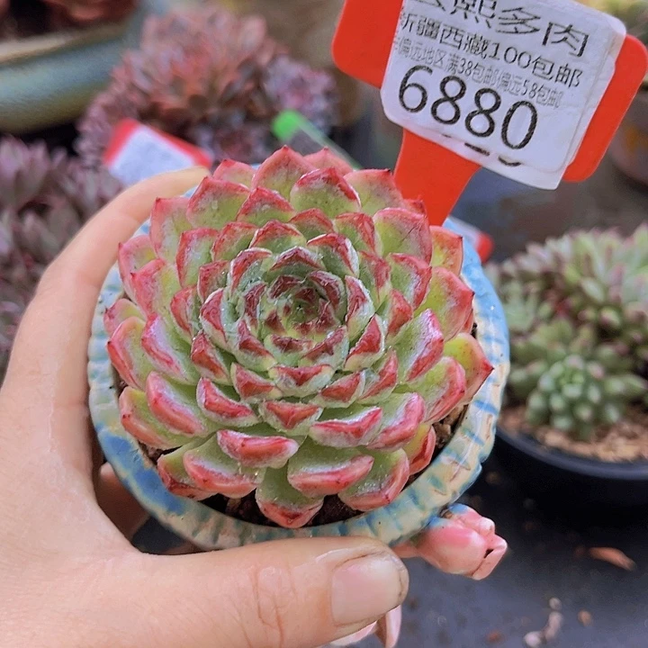 6880杂交。