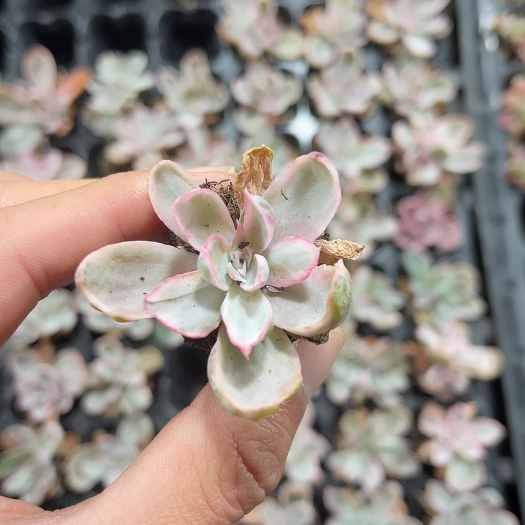 精品伯克利锦多肉植物