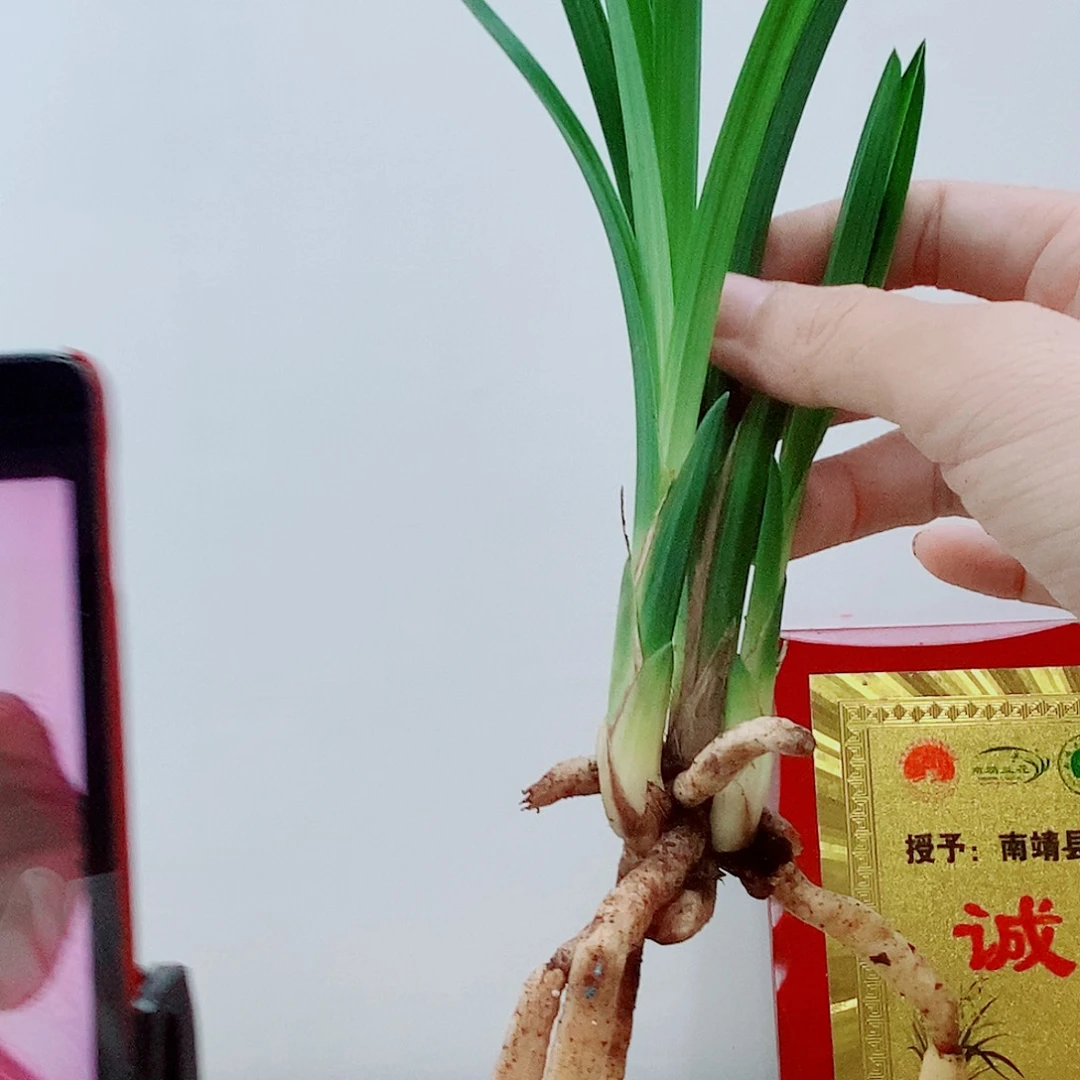 当前无花栽培后可以开花大邑