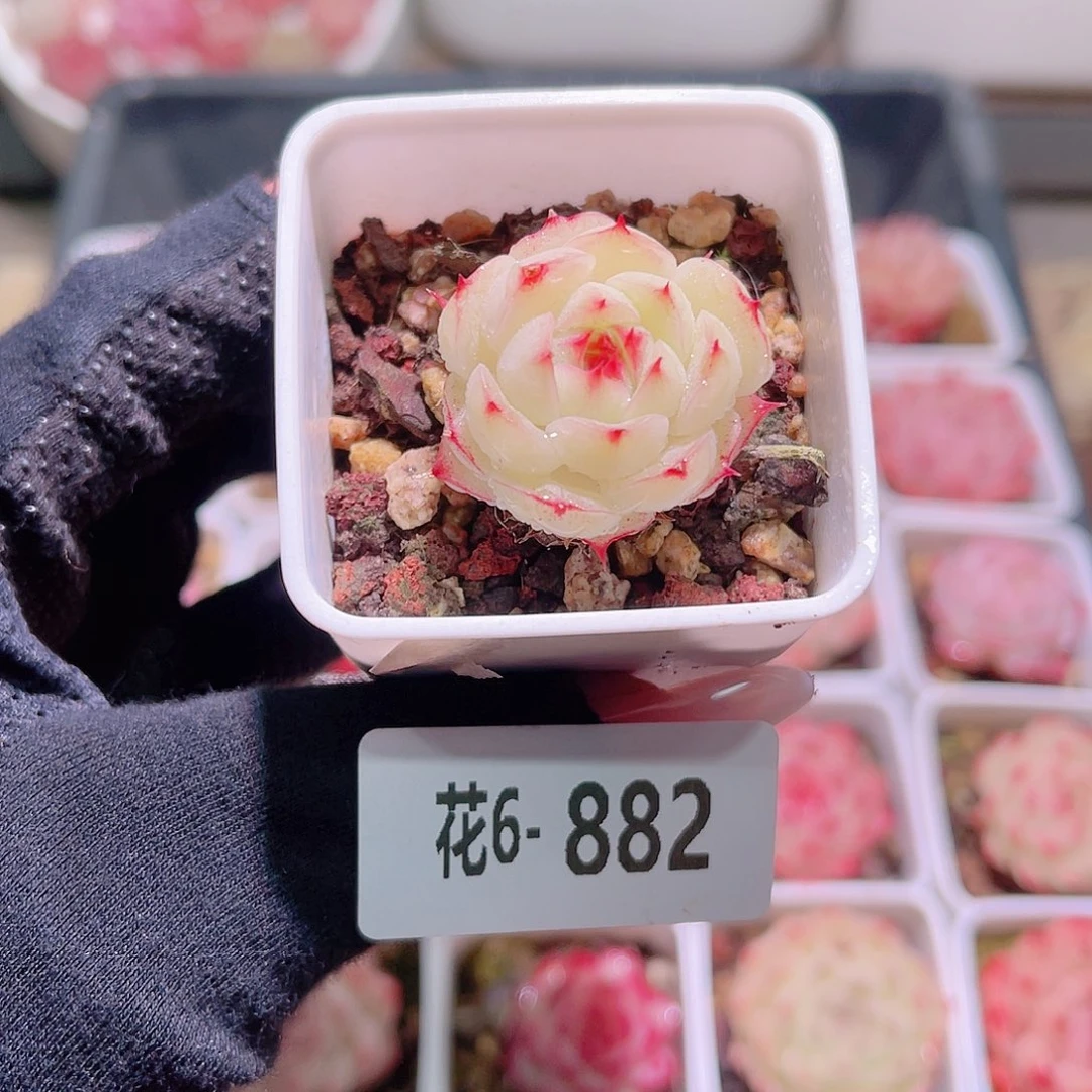 花利美6-882海王