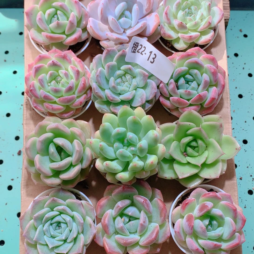 22-13一物一拍带盆18颗