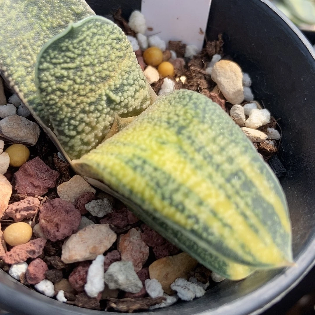 679卧牛转锦珍珠釉带盆发货
