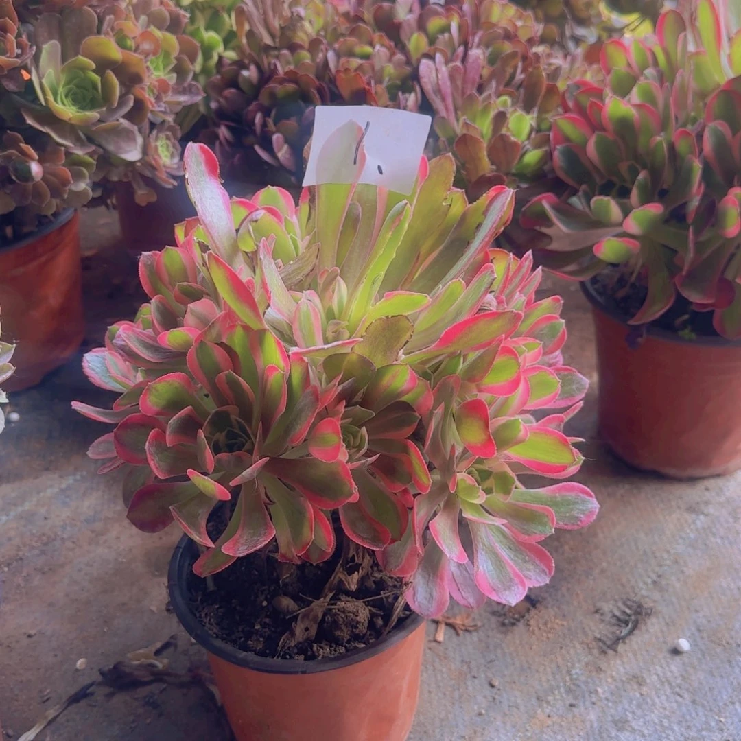 1号 分女巫。冠服25。