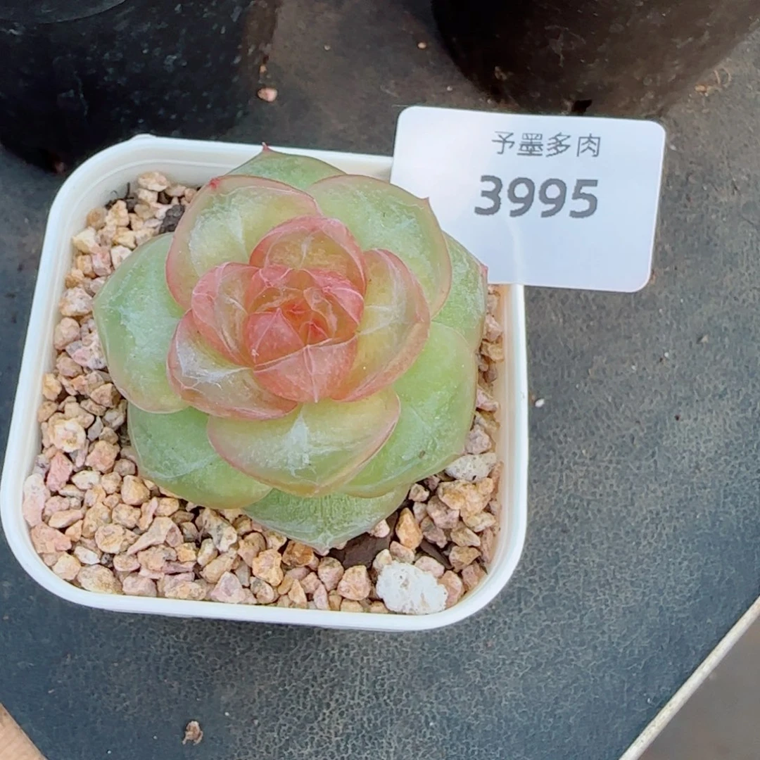 灵泽珍妮，3995多肉植物