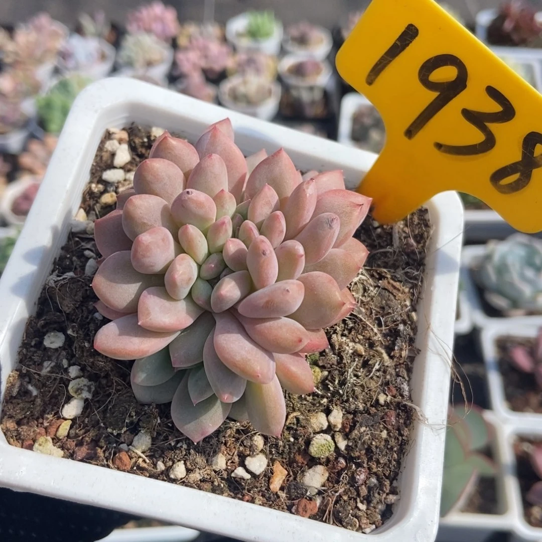 1938爱丽儿多肉植物保护^_^