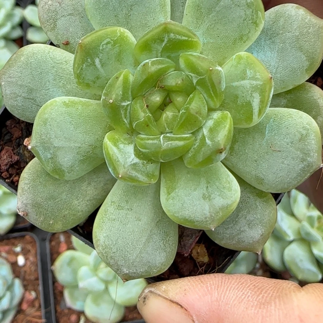 小卡拉米糖心一物一拍