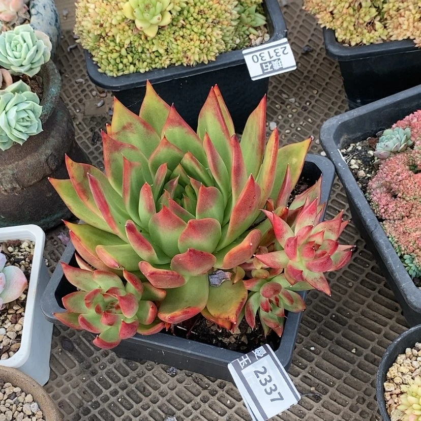 【闪购商品】弗兰克2337