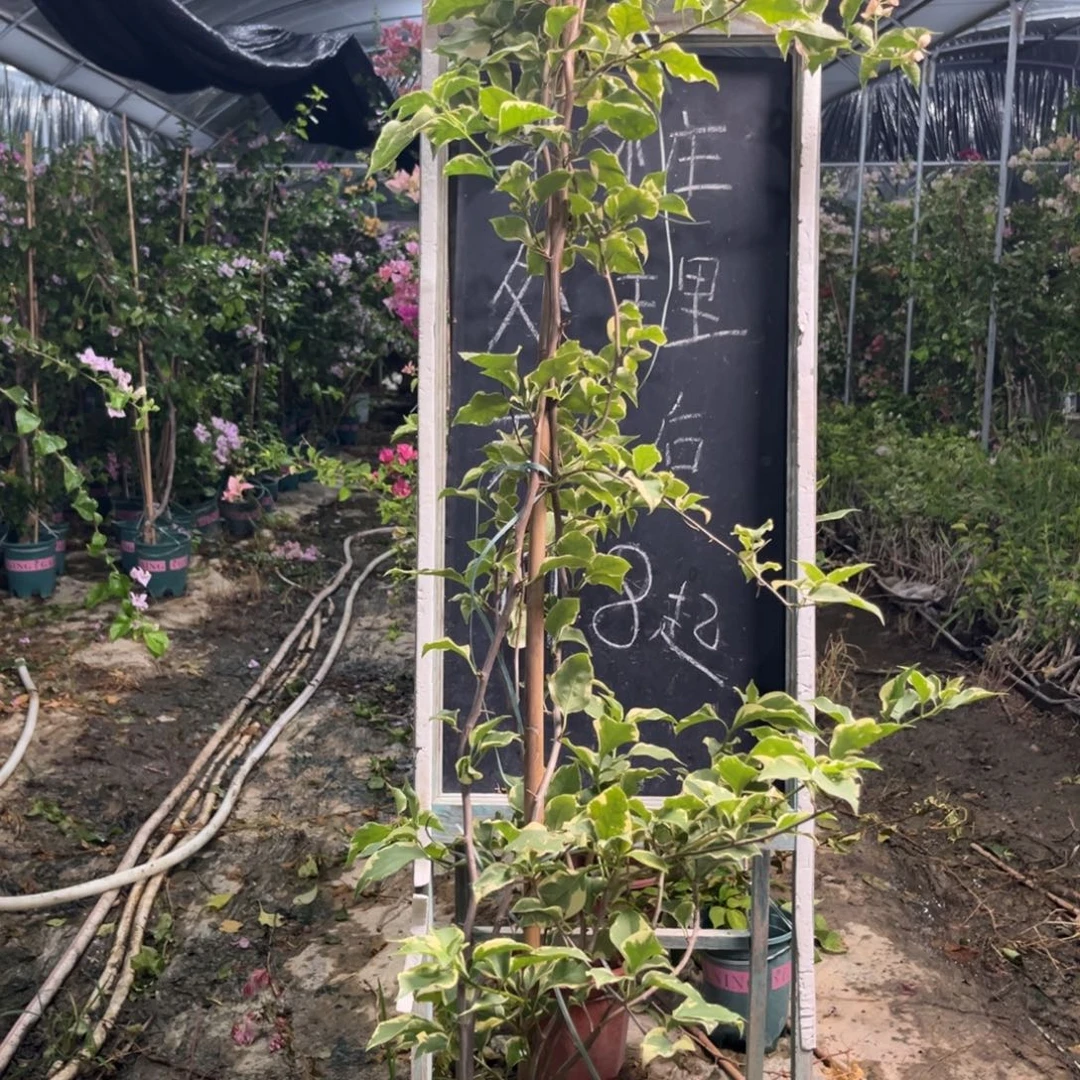 无花朵三角梅三角梅601