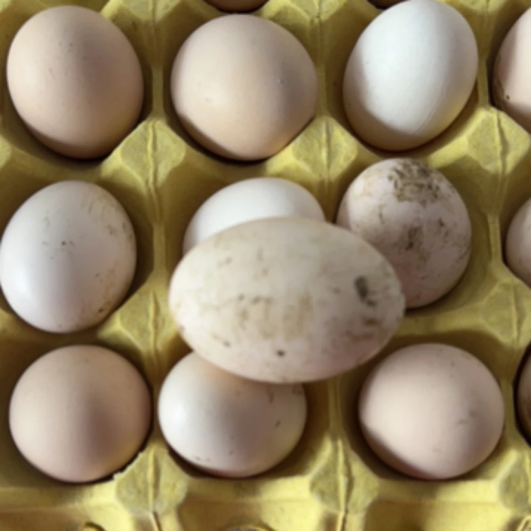 农村农家土鸡蛋老表家的鸡蛋