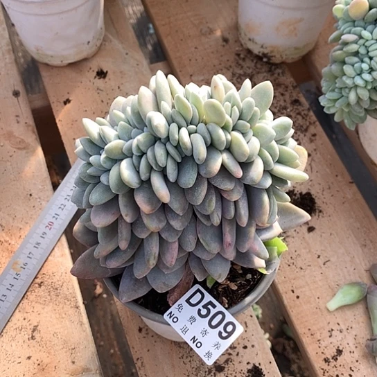 粉兔缀化鸡腿造型509 亏本处理退款拉黑7/8天发货