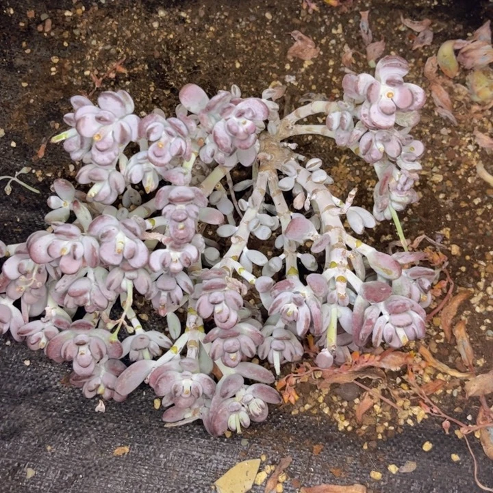 无花朵剑*友家多肉一物一拍