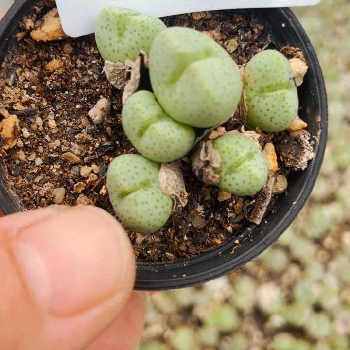 230吕氏部群紫花lll