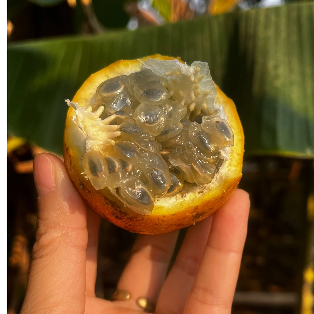 云南西双版纳热情果 爱情果 百香果 纯甜新鲜饱满现摘先发