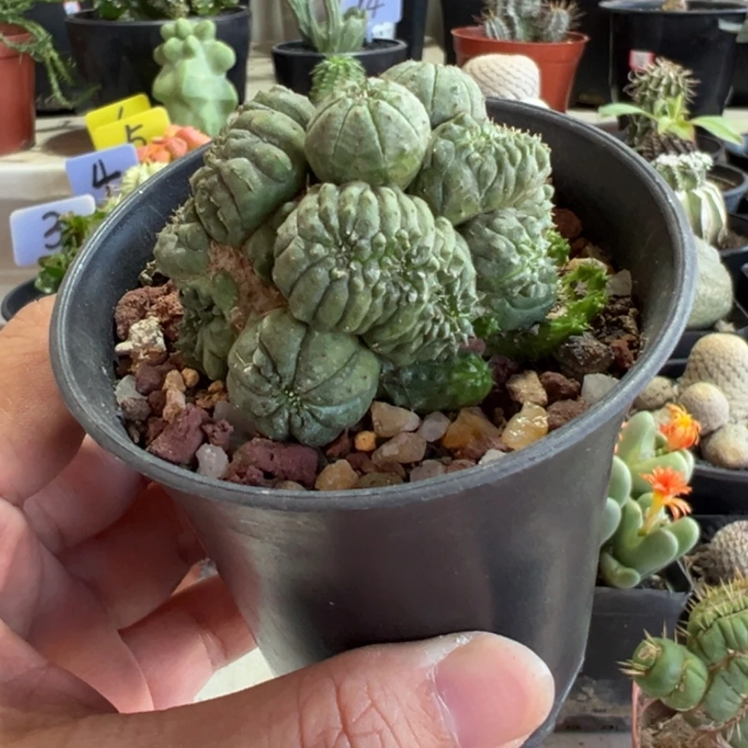 布纹球缀化群带盆11111