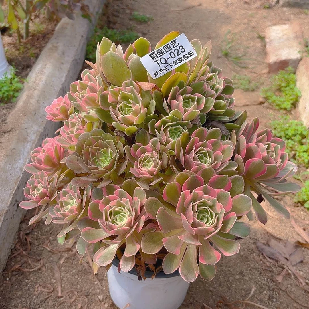 女妖多肉植物五号23