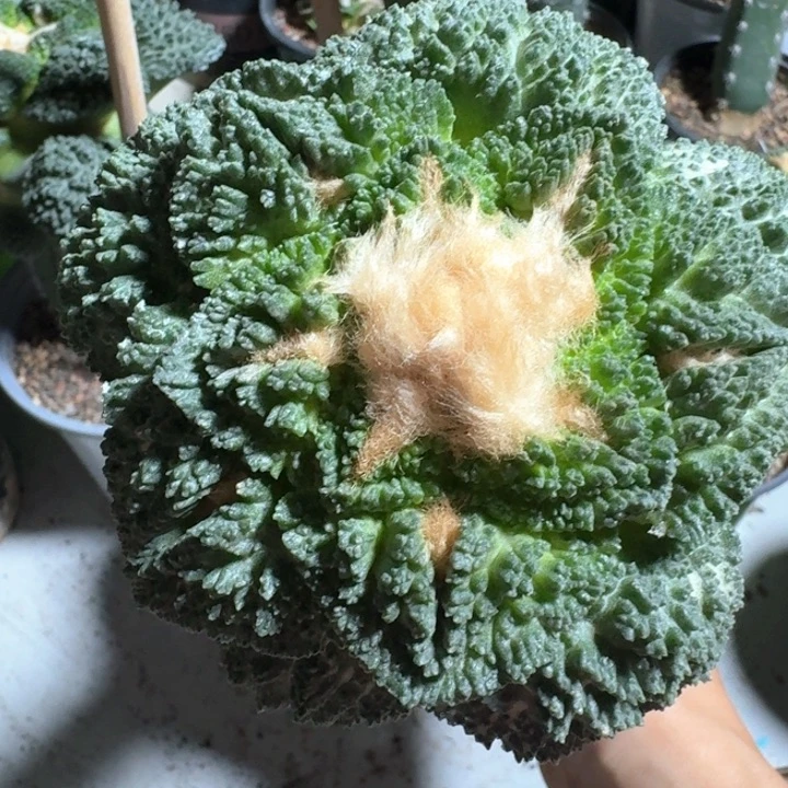 丸优精品哥斯拉10.5