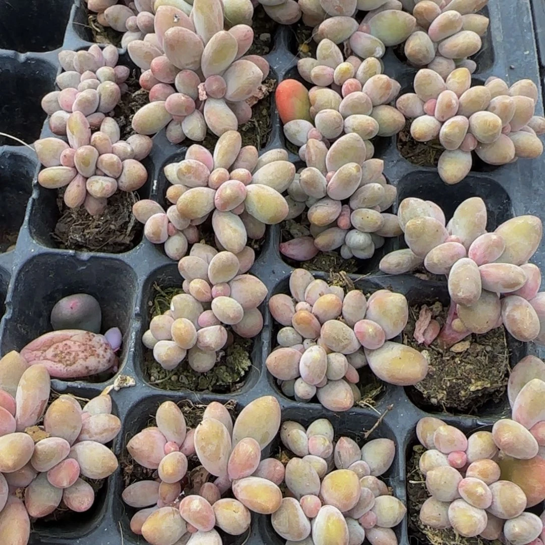 4头小芒果奶1颗特价