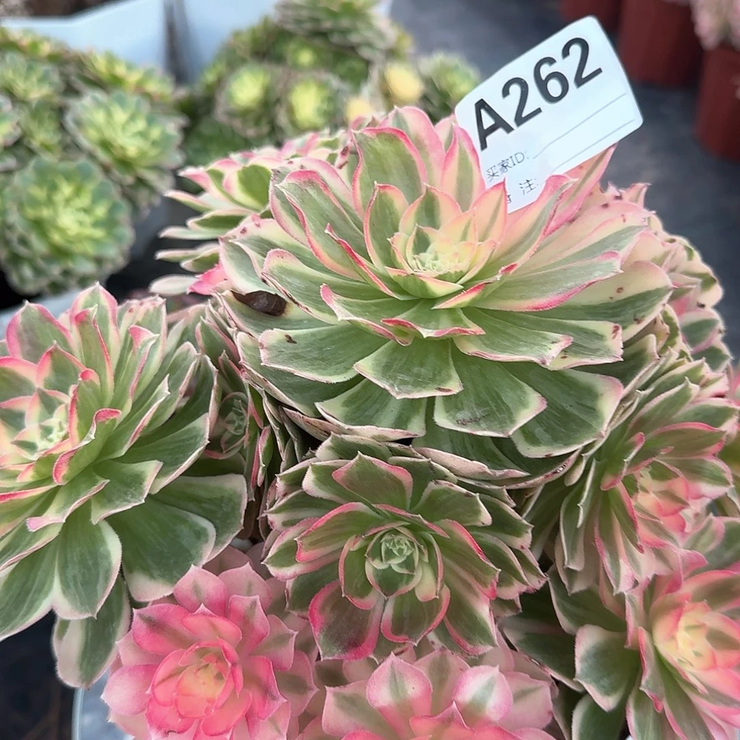 玉芙蓉多肉法师262