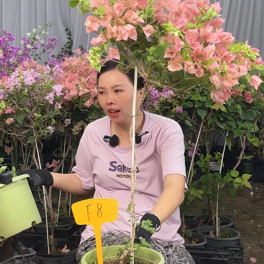 鱼***九大部分花苞少量开放F8斑叶米罗