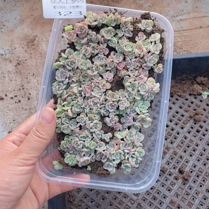 糕大上多肉植物323