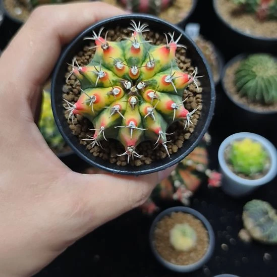名品侧芽自根带盆土发货
