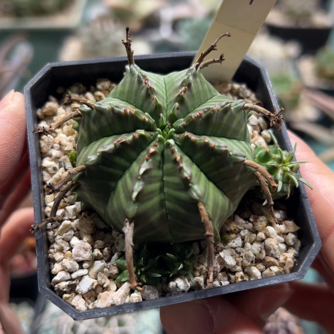 实生法利达大戟脱土发货