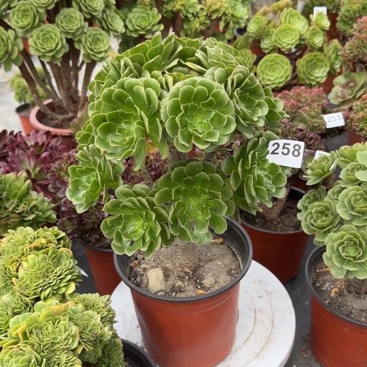 万***爱多肉植物绿法师258