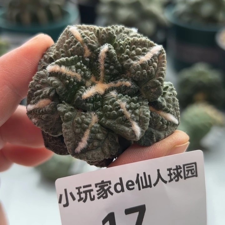 17可节后发货 有根