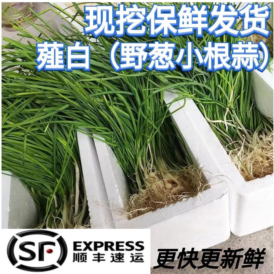 【顺丰包邮】湖南新鲜野葱野菜现挖小根蒜胡葱沙葱香葱苦非藠头薤白