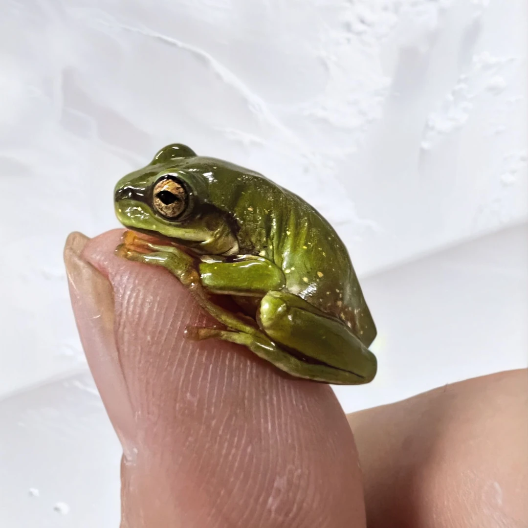 绿姥爷树蛙1只2-2.5CM  无赠品 介意勿拍 只保开箱活