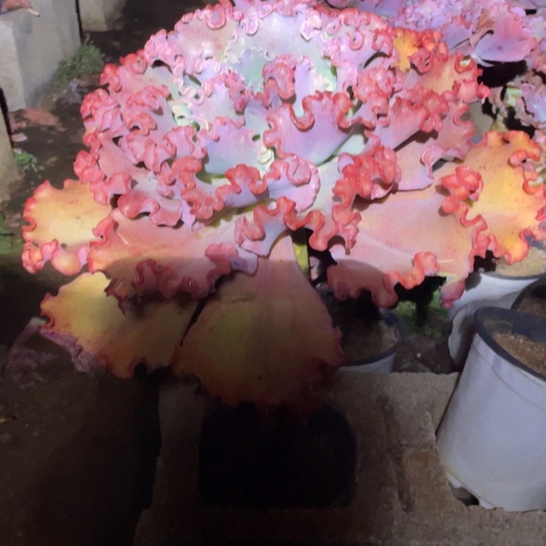 女王花笠老桩1棵一组