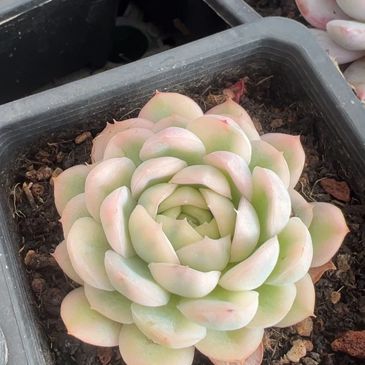 草莓冰锦一物一拍锦龙