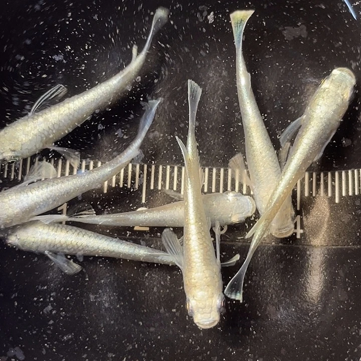 青鳉鱼短天使7条，3号，满15包邮，可叠单