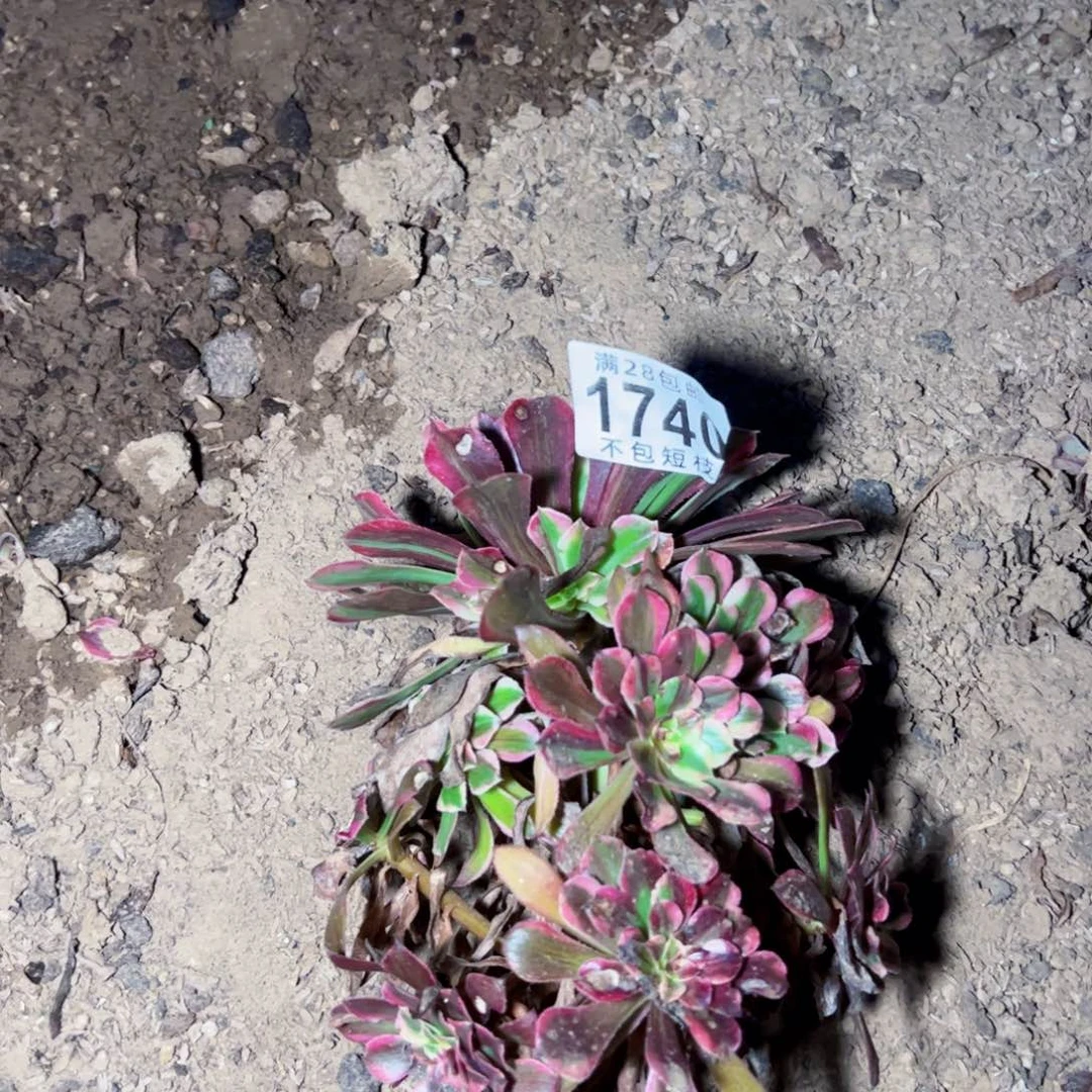 1740同花顺多肉植物法师