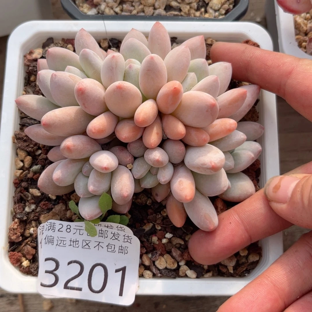 大3201（x b v n m m m m