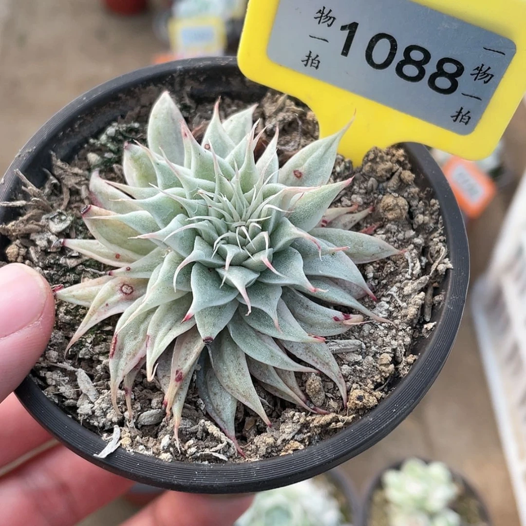 【闪购商品】1088号