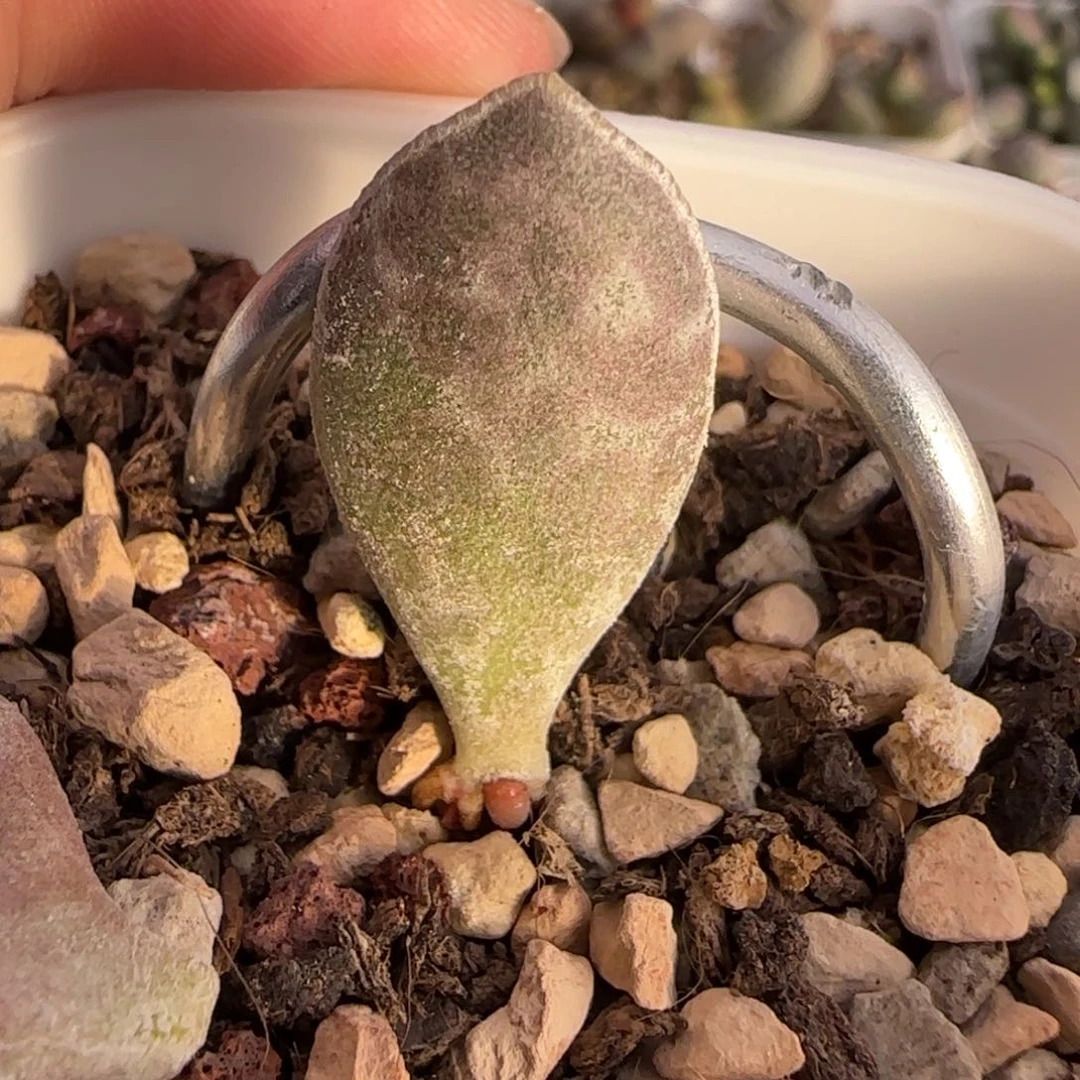 白肌花蛋水泡多肉植物