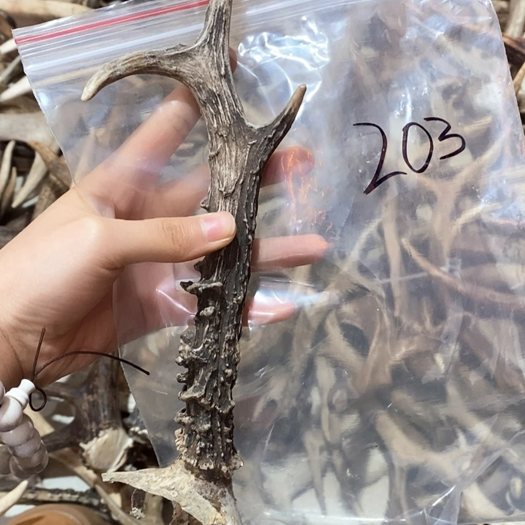 鹿角鹿角鹿角鹿角