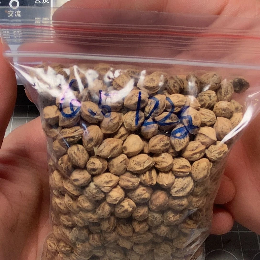 柏香籽/百香籽吊坠