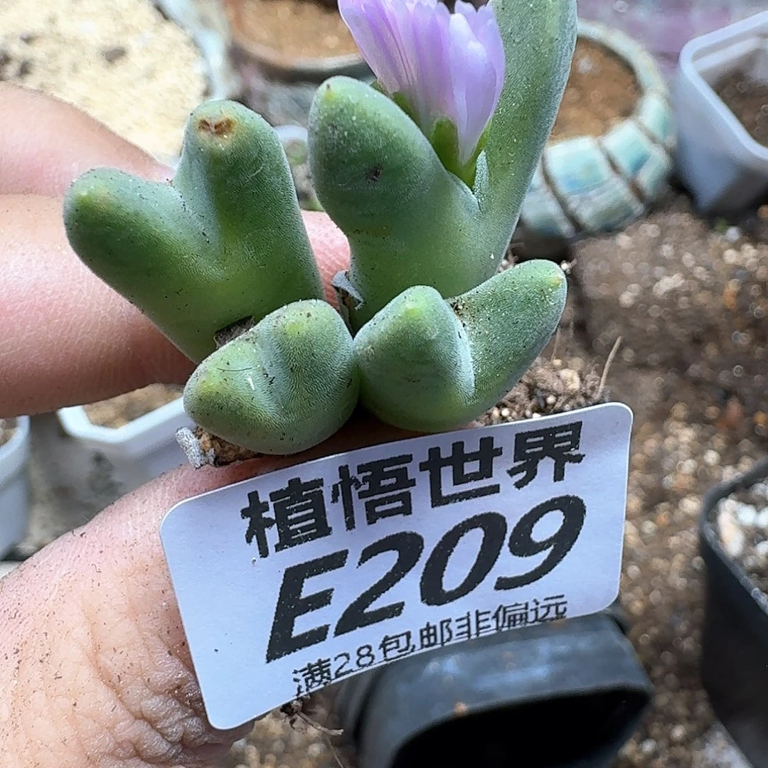 多肉植物的人啊fgn